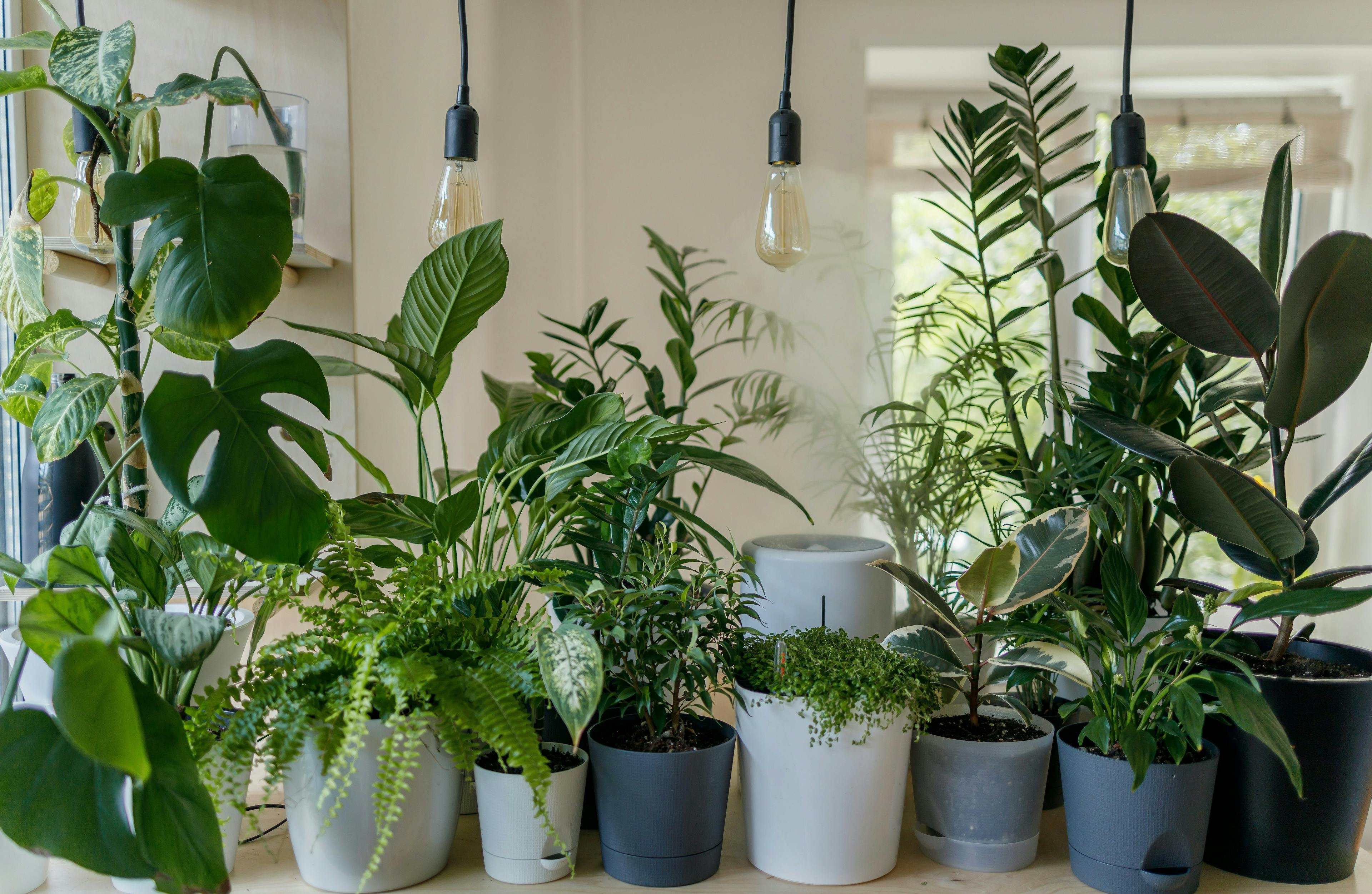 A line up of different office plants ranging in colors and sizes. Some of the pots are white, and the others are blue