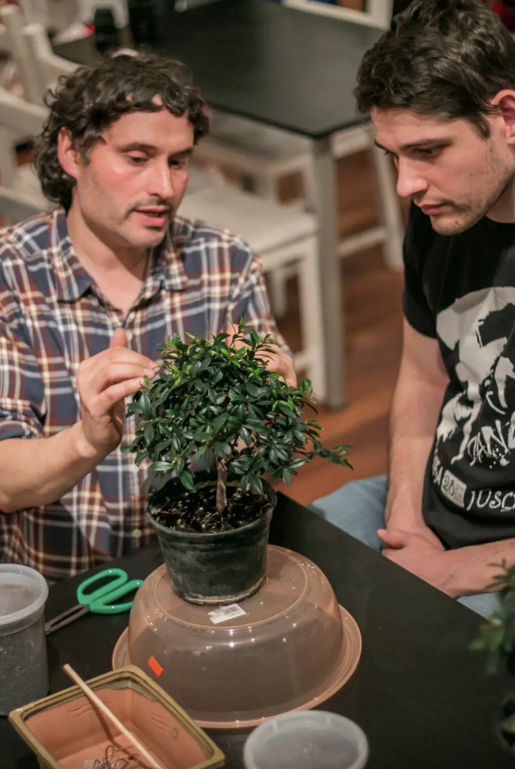 two people looking at a bonsai tree and discussing it