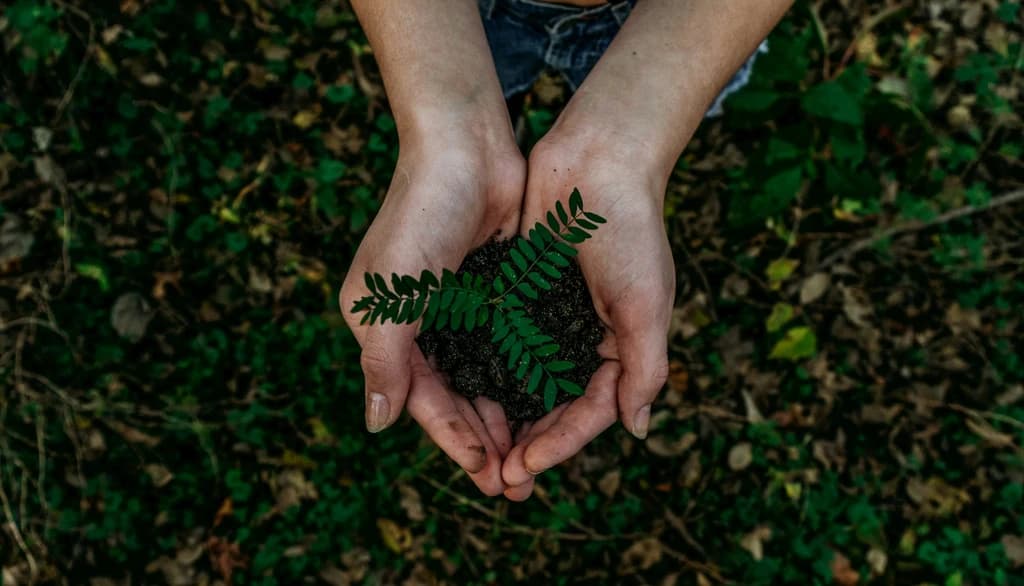 someone holding a plant in their hands